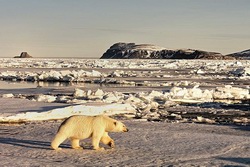 Norwegen, Arktis: Eisbärenexpedition nach Nordspitzbergen - Bär im Packeis